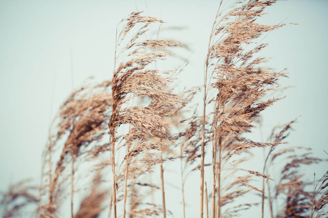 Wind