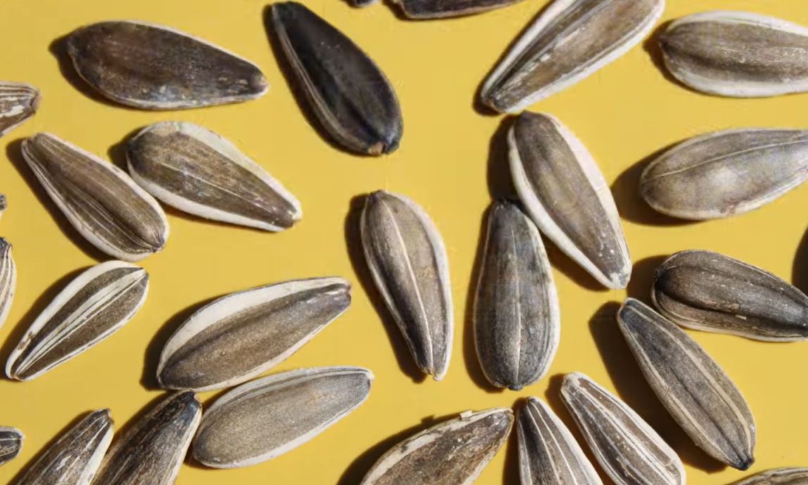 해바라기 씨 효능