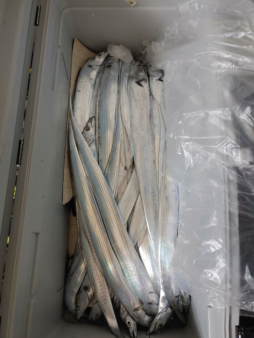 낚시로-잡은-갈치