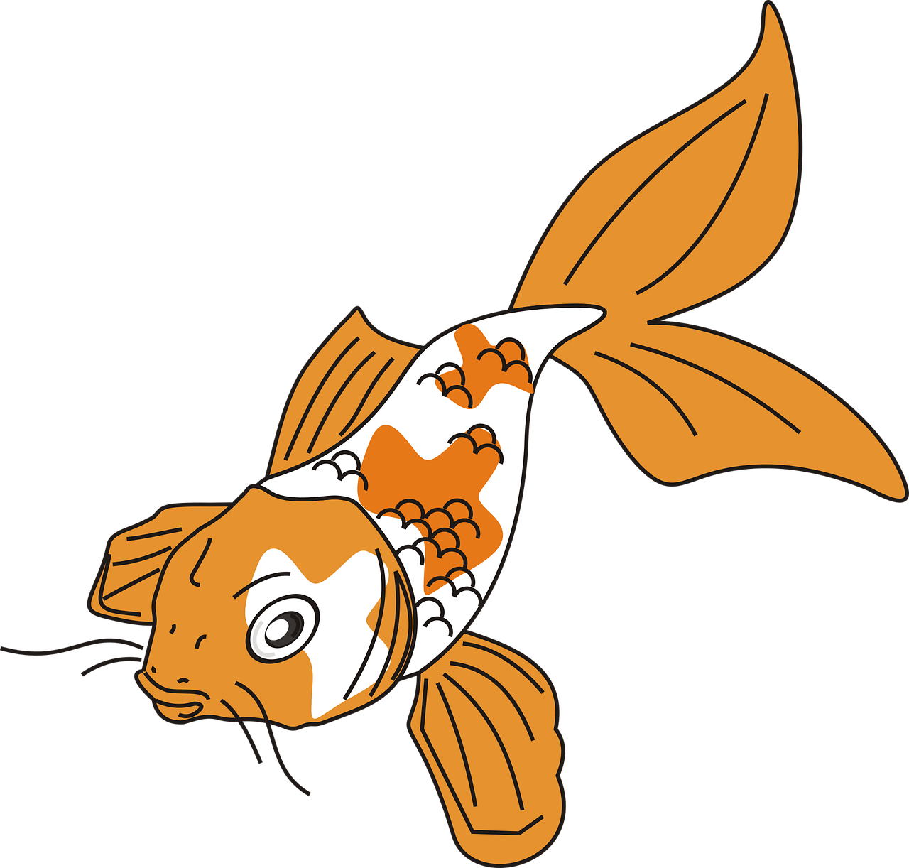 금붕어 관련 사진