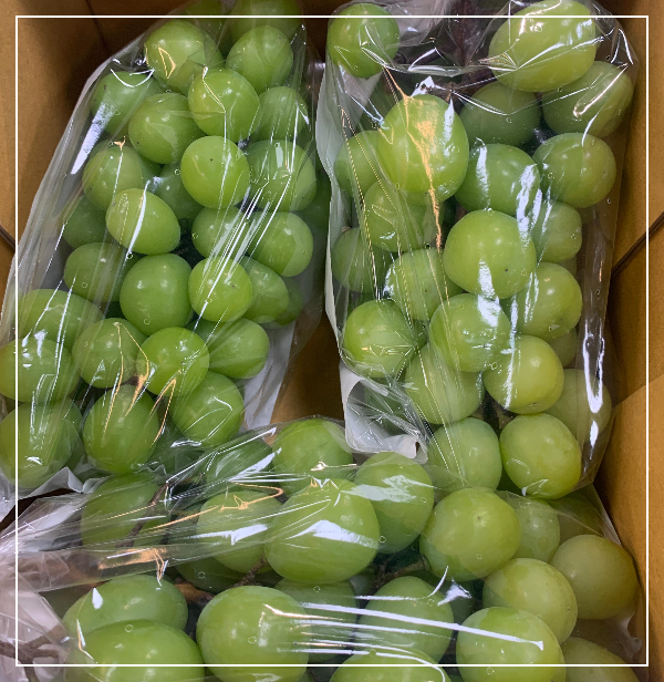 샤인머스켓이란?