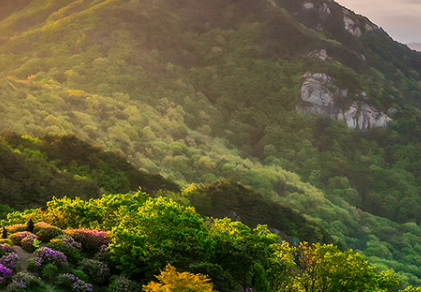 황매산 철쭉 개화상황
