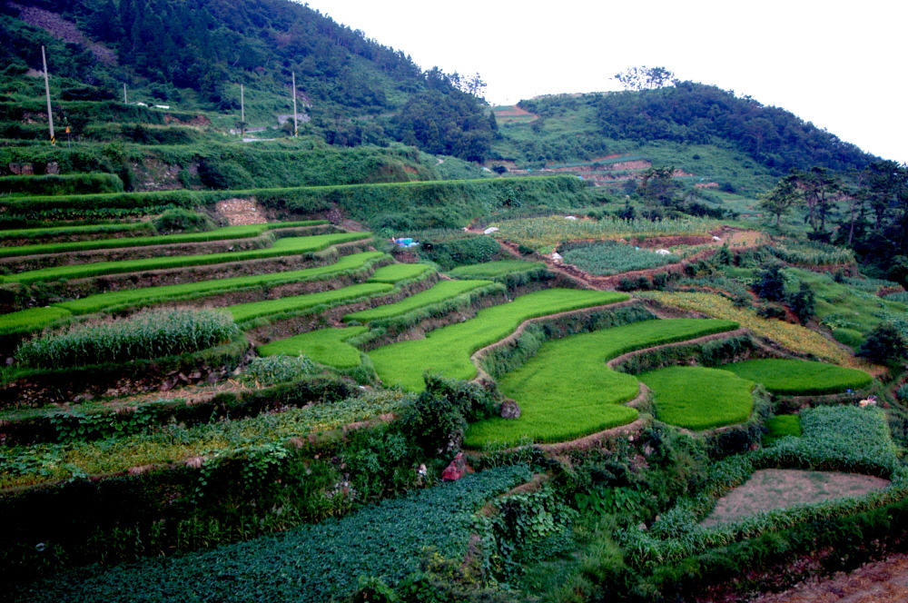 남해여행 가볼만한 곳 베스트10_ 09. 남해 가천 다랭이논 (전망대, 체험, 산책로, 다랑이논)