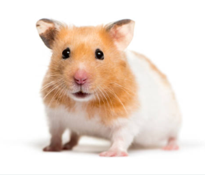 초보자도 키우기 쉬운 애완동물 10가지