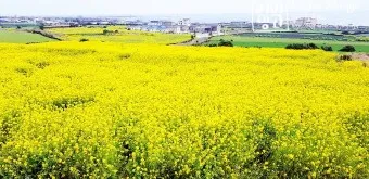 제주 유채꽃 개화 시기 봄 여행 필수 코스_6