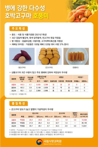 고구마 품종 호풍미 소담미 파종 심기 최적 시기_3