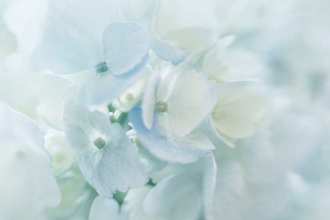 Hydrangea