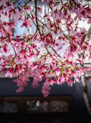 벚꽃잎 줍기 놀이: 영유아 오감 발달 주말 자연 관찰 학습