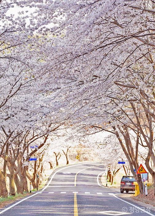 벛꽃 축제
