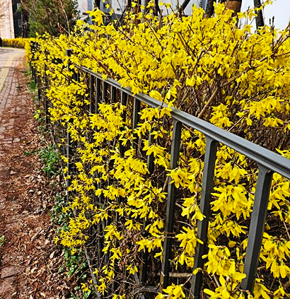 튤립과 수선화 가득했던 아산 봄나들이