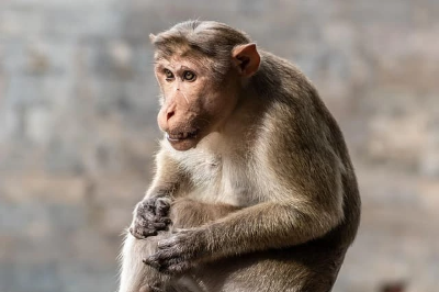 경신일주 남자의 성향