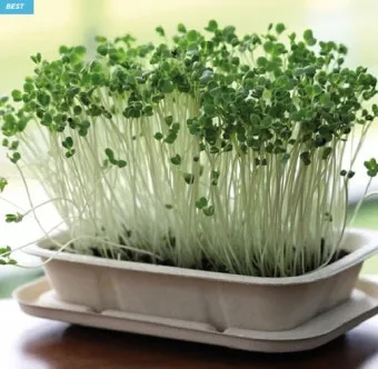 새싹브로콜리 재배 트레이 파종 물 관리 영양 풍부_3