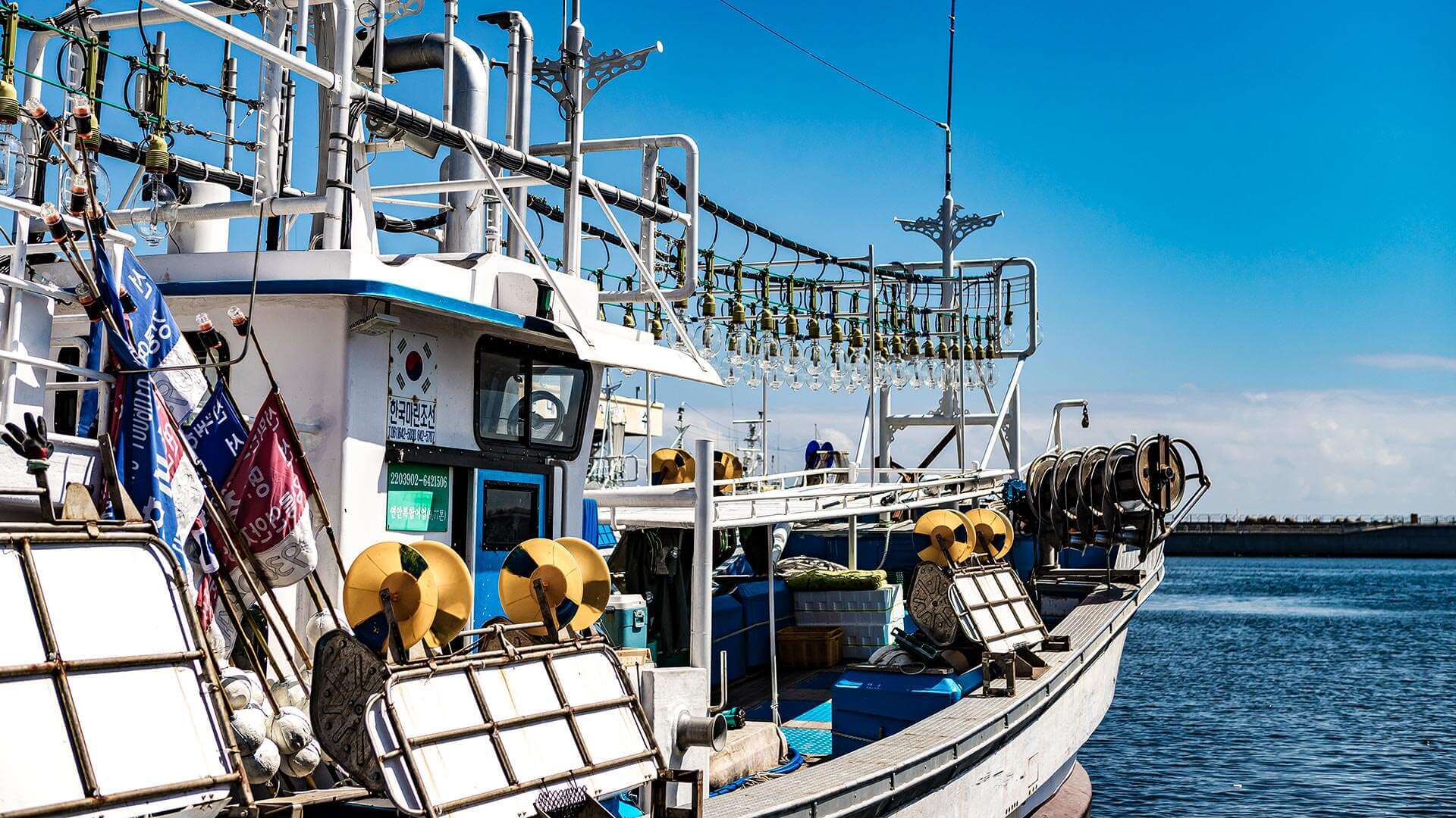 강릉 사근진 해변 유채꽃밭