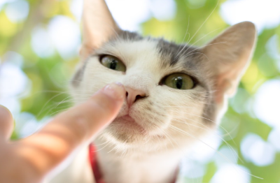 코를 보여주는 고양이