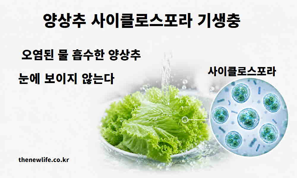 양상추 사이클로스포라 기생충