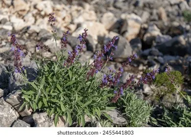 세이지 재배 삽목 번식 배수성 좋은 흙 가지치기_5