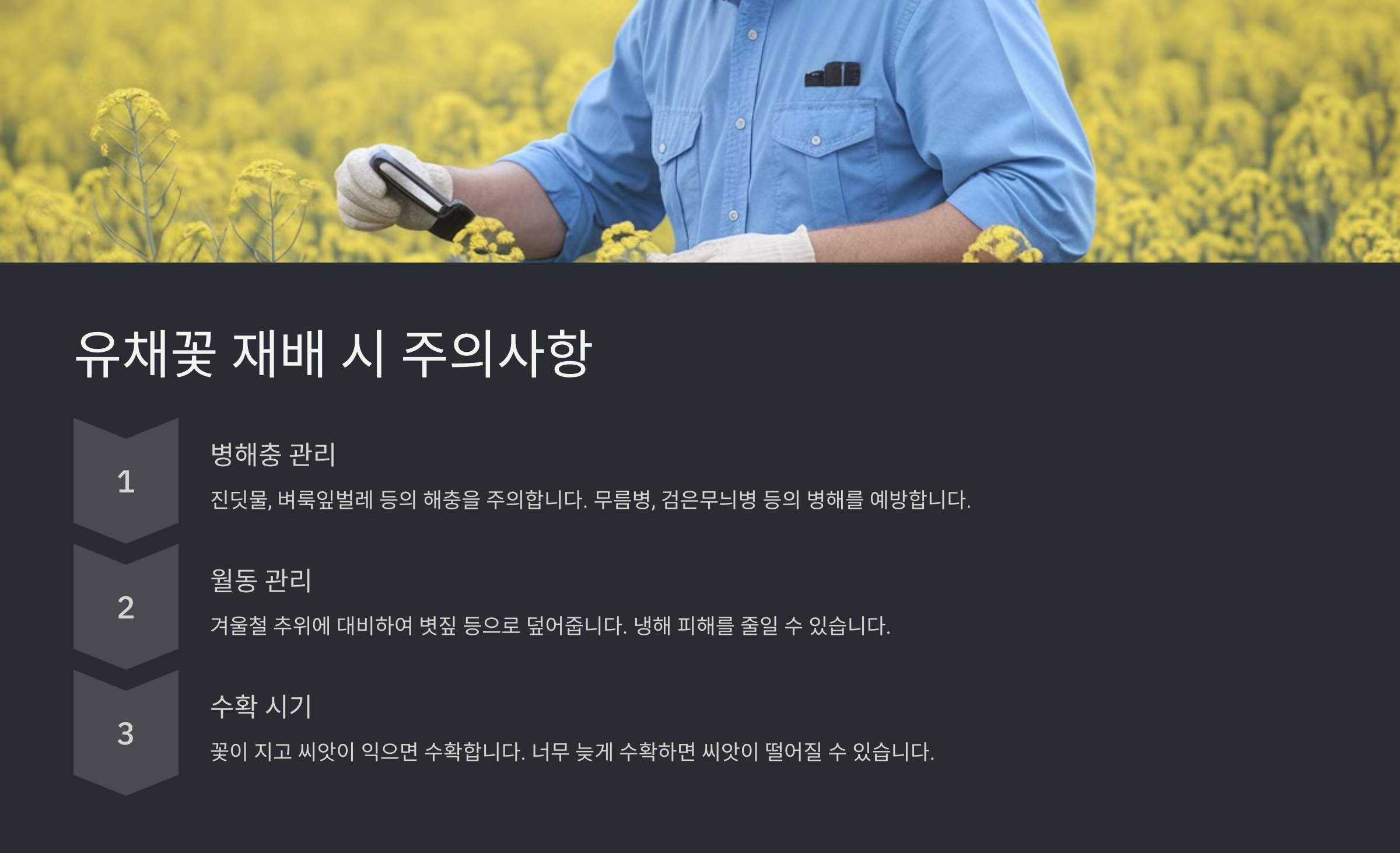 유채꽃 파종 시기와 재배 방법