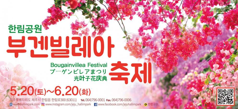 한림공원 부겐빌레아 축제