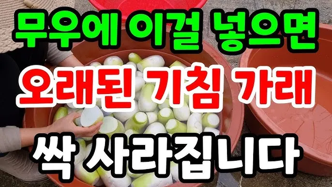 무우 효능 부작용 섭취 방법_7