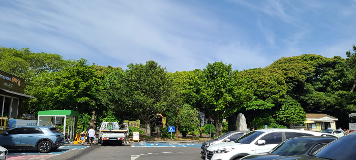 제주도여행 제주도 비자림 자연풍경 산림욕 오래된나무 비자나무 비자림주차장 입장료