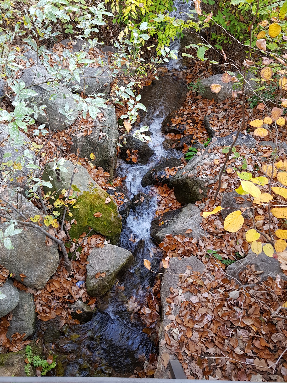 경기도 광주 곤지암 화담숲 단풍시즌, 가을 풍경 퍼레이드와 주변 맛집