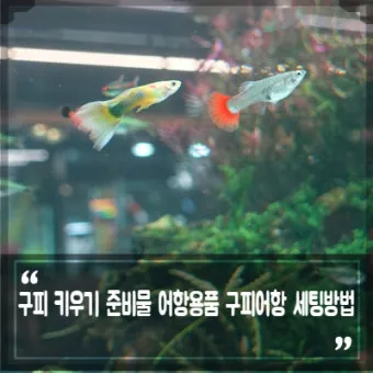 구피 키우기와 건강하게 번식시키는 팁_25