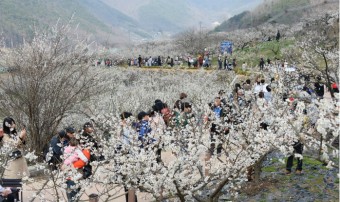 원동 매화축제 안내 2025년