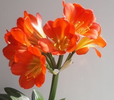 겨울 꽃 군자란