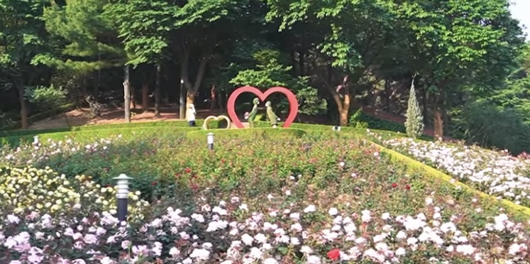 부천백만송이 장미원4