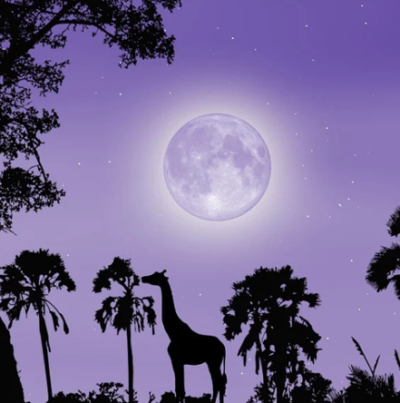 추석은 아니지만 추석에 볼법한 보름달 사진