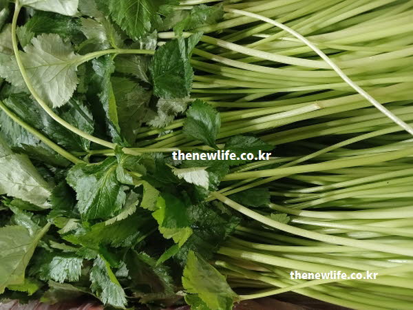 참나물 효능의 영양 성분을 생생하게 담은 실사진