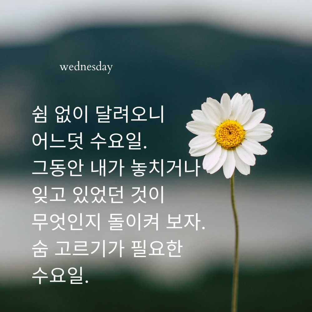 수요일 인사말 문구 이미지 모음