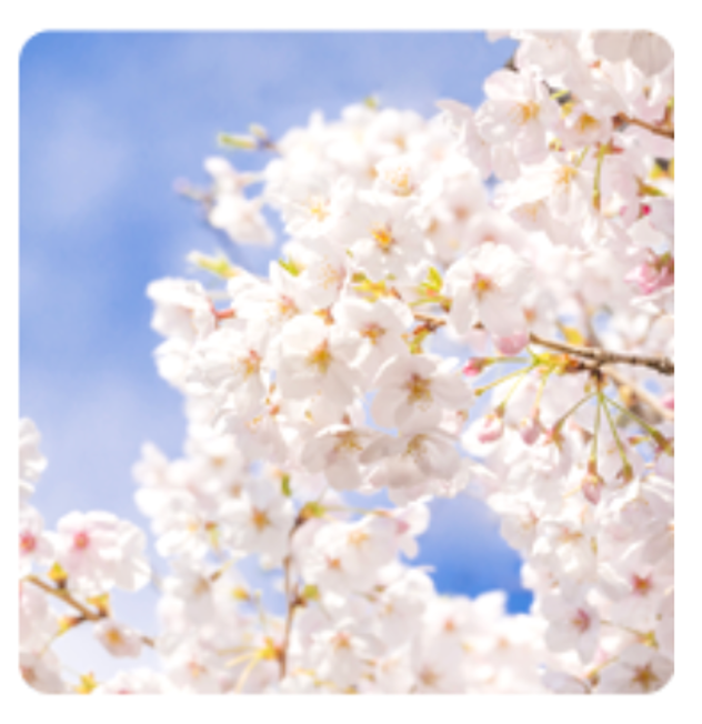 2025년 진해군항제 벚꽃 축제