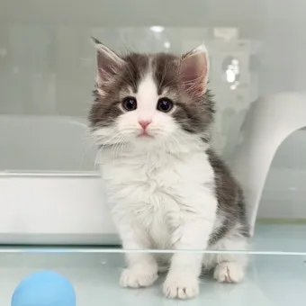 노르웨이숲 고양이 유전병 분양 털빠짐_13