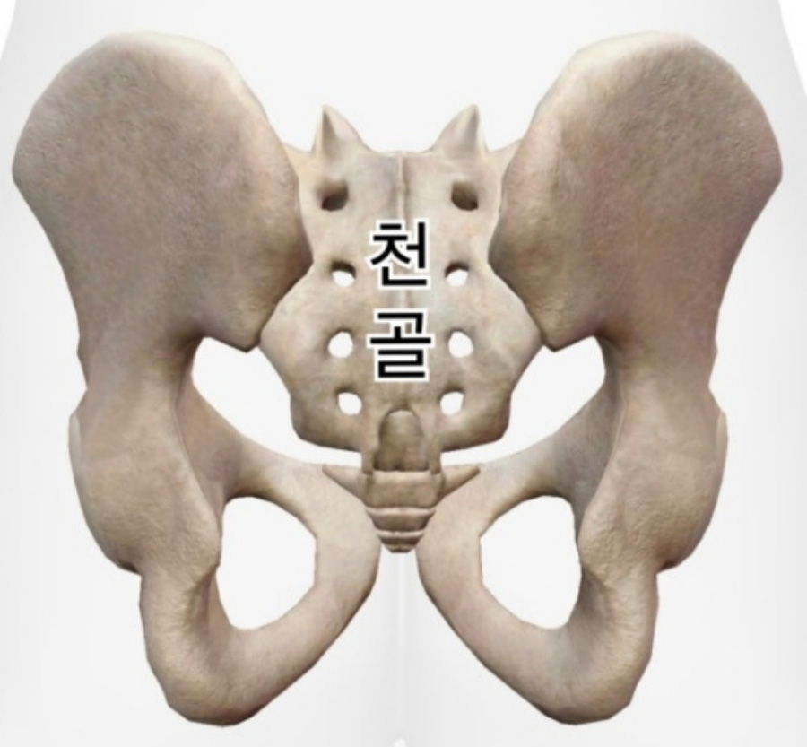 인체의 뼈 중에서 양쪽 골반의 사이에 있는 천골의 위치와 모형을 찍은 사진