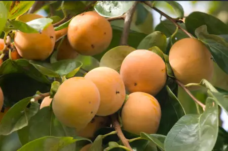 단감 효능&amp;#44; 단감 10kg 가격