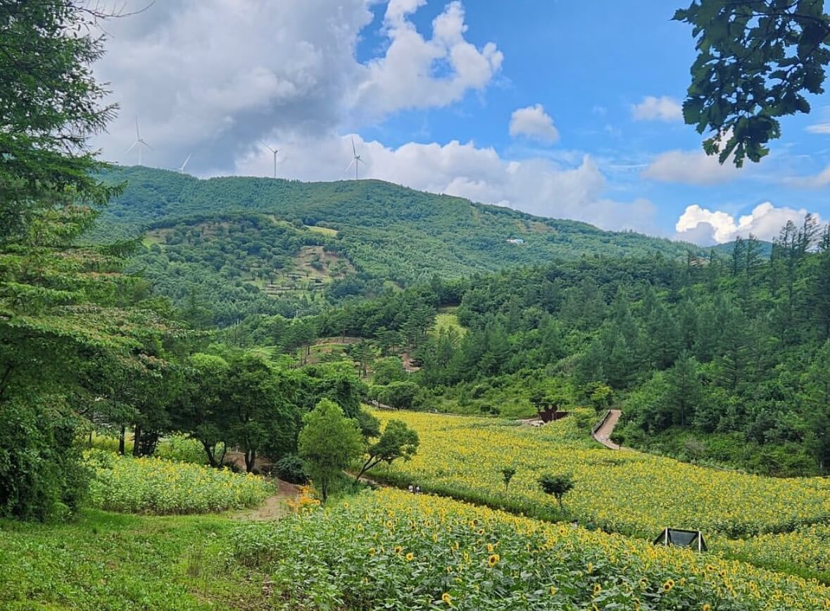 태백 해바라기축제