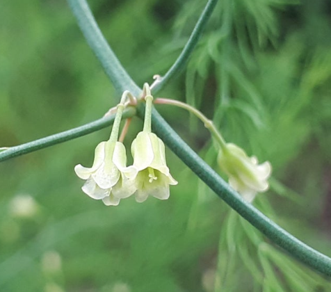 아스파라거스 키우기 방법 난이도 물주기 온도 수경재배 꽃말 수확 총정리3