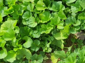 아욱 재배 텃밭 초보 직파 심기 병충해 적음_10