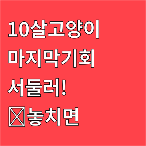 10살 고양이 마지막 가입 기회 서두..