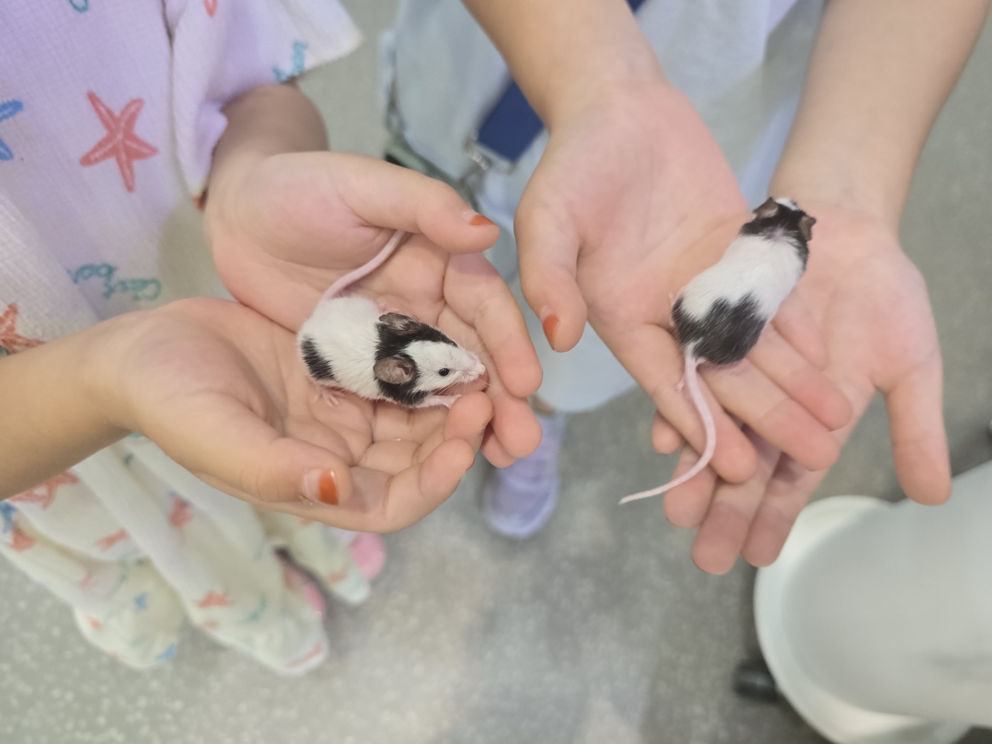 손 위에 있는 팬더마우스 사진