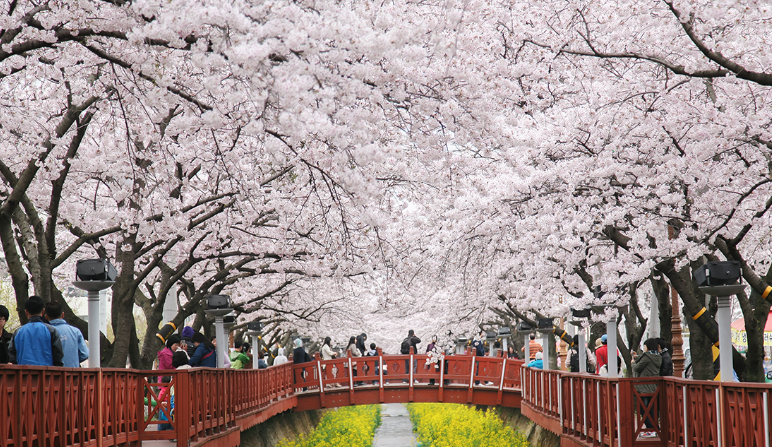 진해 벚꽃축제 여좌천