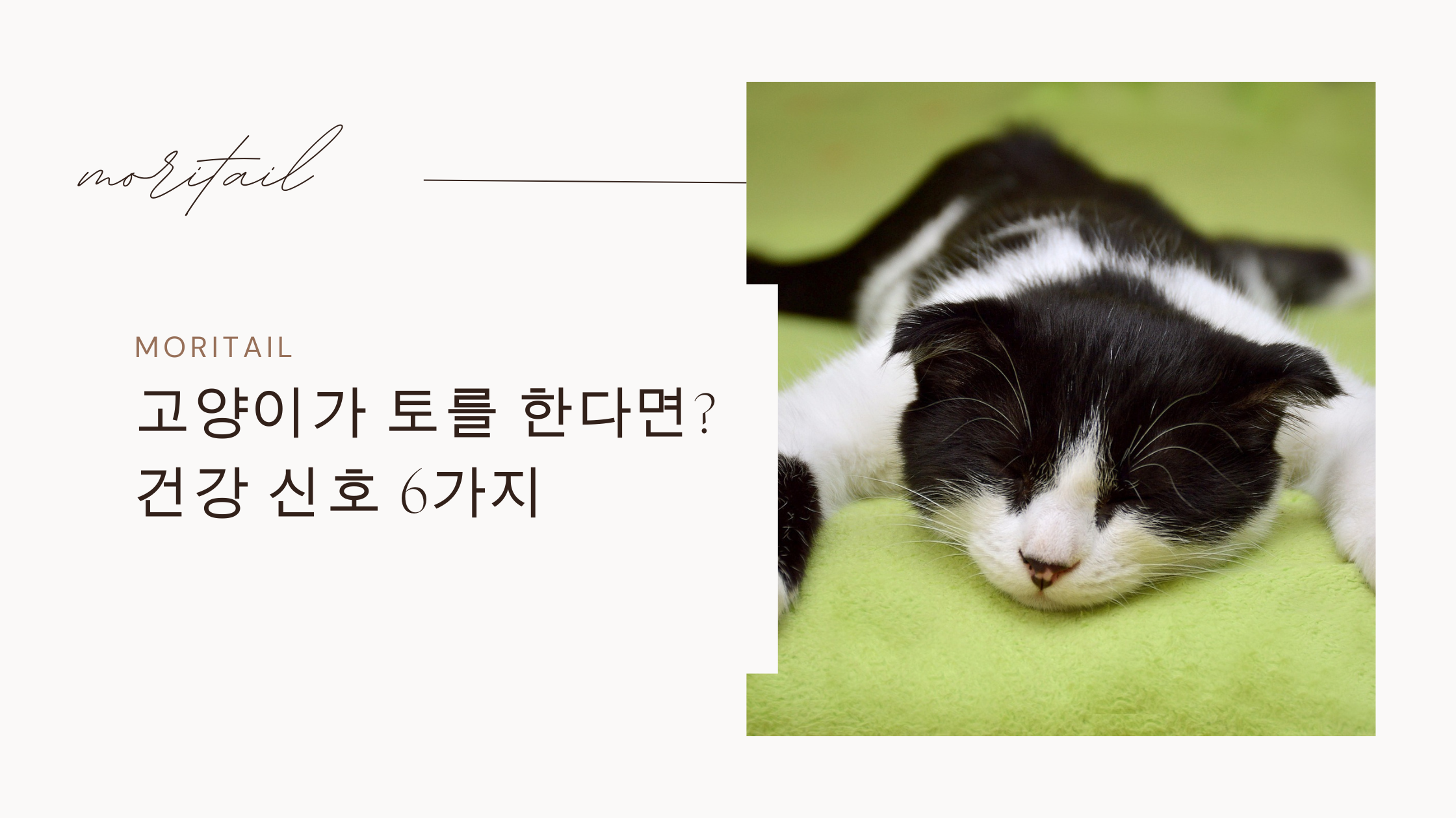 고양이 토를 한다면? 건강신호 6가지