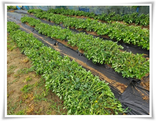 "9월, 땅콩 수확 시작하세요!" 수확 시기/수확/건조/활용법/건강 상 이점