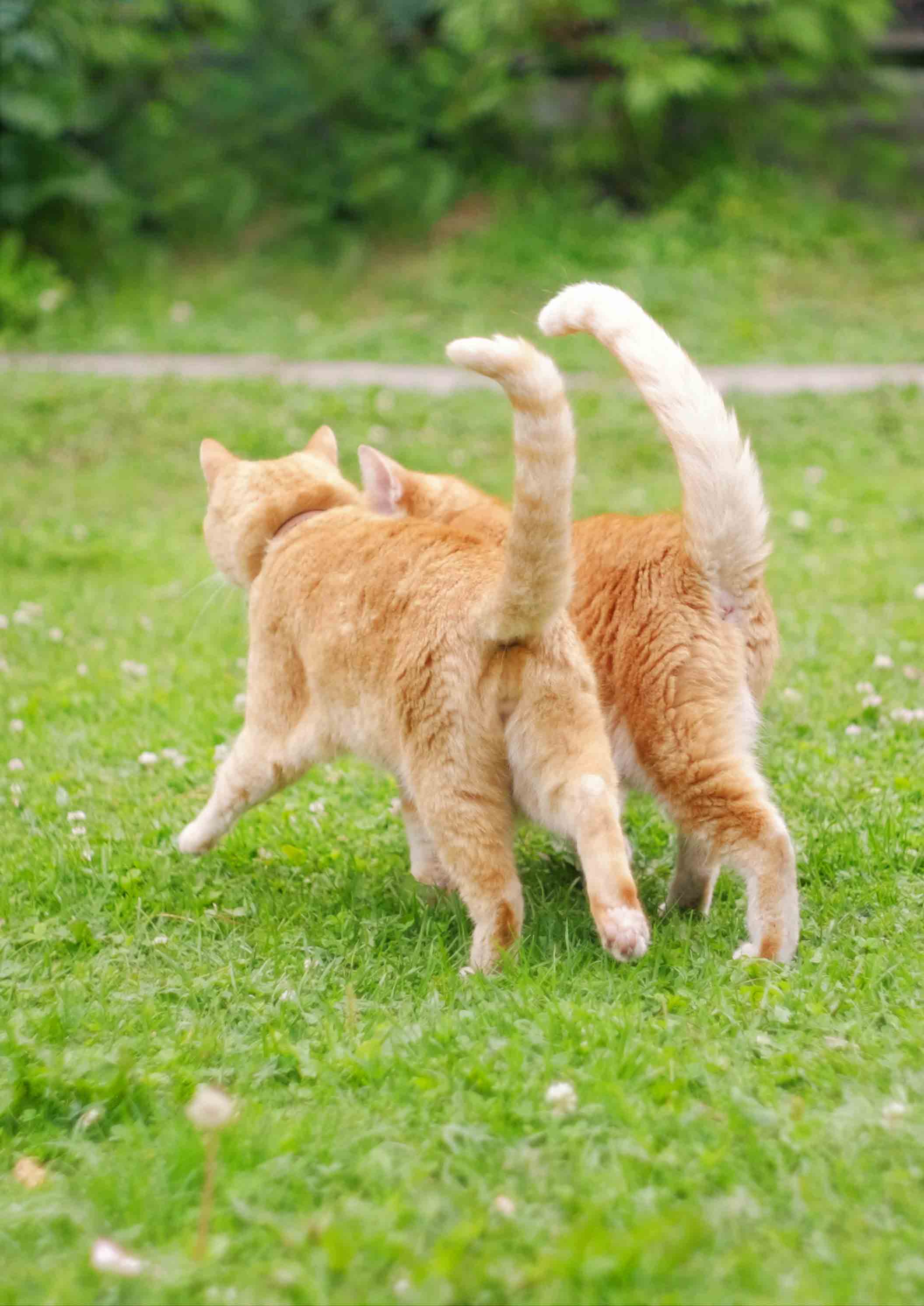 다묘가정 관련 사진