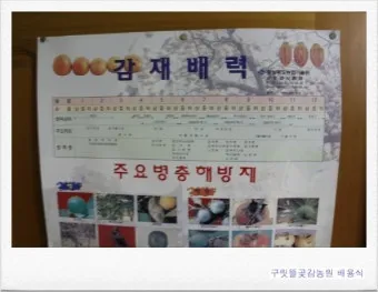 감 재배 탄저병 방제 가지 치기 저장 요령_11