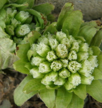 머위 효능과 부작용 고르는법 먹는법 칼로리