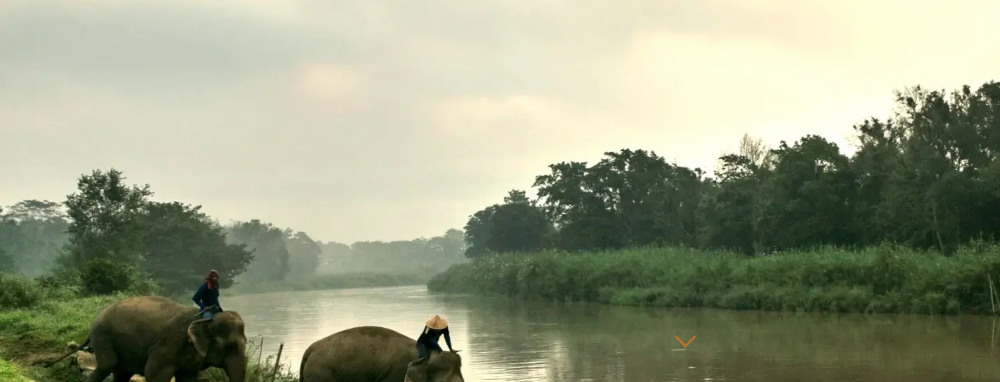 세계에서 가장비싼 커피 블랙아이보리커피