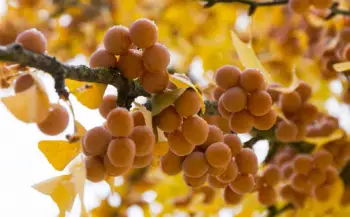 은행 열매 가격 및 효능&amp;#44; 영양성분과 부작용