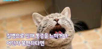 고양이 수다스러운 이유 7가지 행동 심리_18